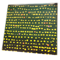 Nijhof & Toonk – II | LP